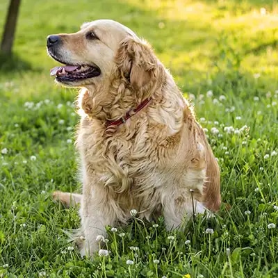 golden-retriever_3
