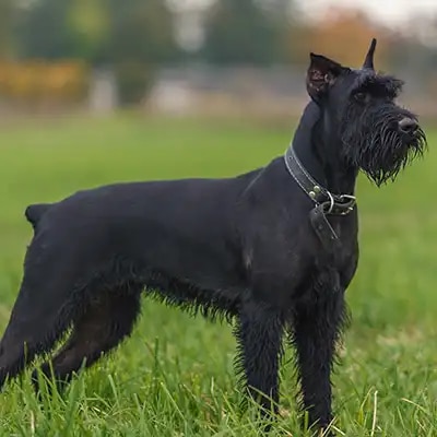 giant-schnauzer_3