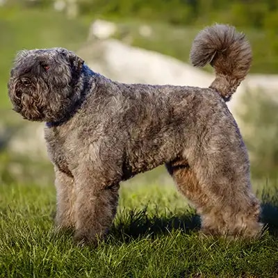 bouvier-des-flandres_1