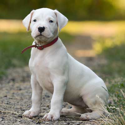 white-puppy-dogo-argentino-sitting-grass