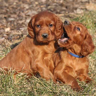 two-puppies-irish-red-sette