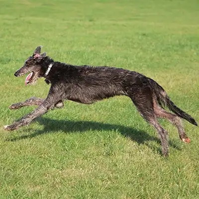 scottish-deerhound_2