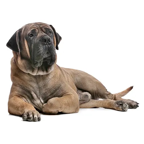 airedale-terrier_2