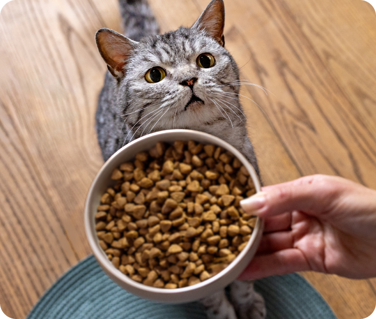 Silver tabby cat looks up as a bowl of dry food is offered.