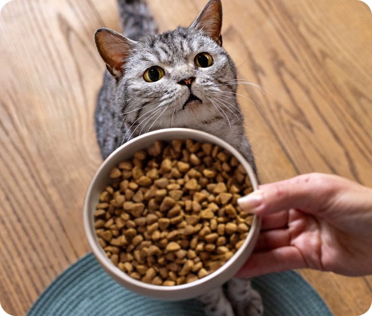 Person holding a bowl of dry food for a grey cat