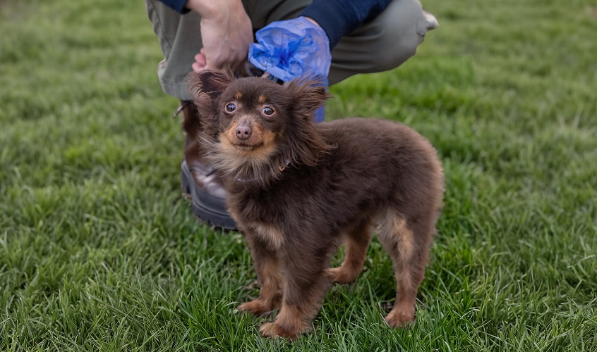 Cute chihuahua