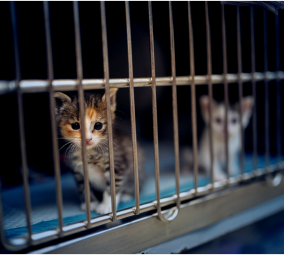 A kitten waiting to be adopted