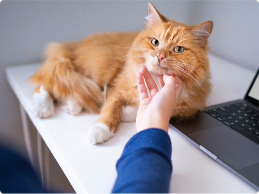 Orange cat rests on desk