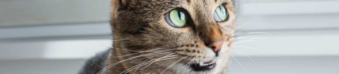 cat with dry and flaky skin