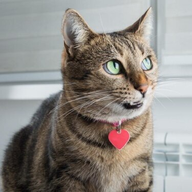 cat with dry and flaky skin