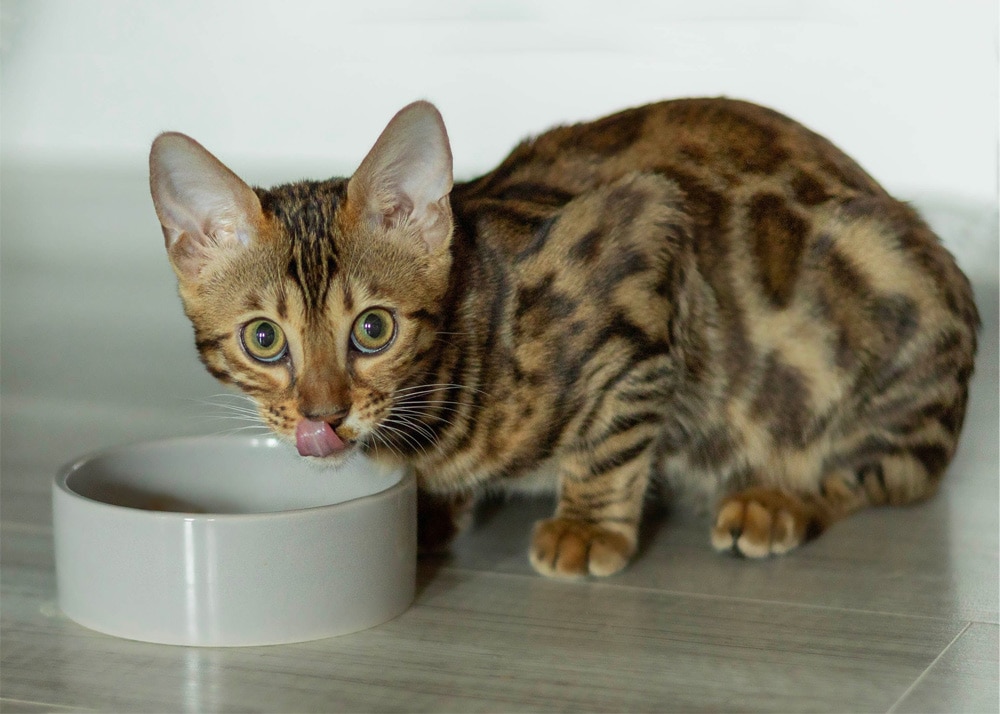 Bengal kitten licking its muzzle after eating next to a white plate of food