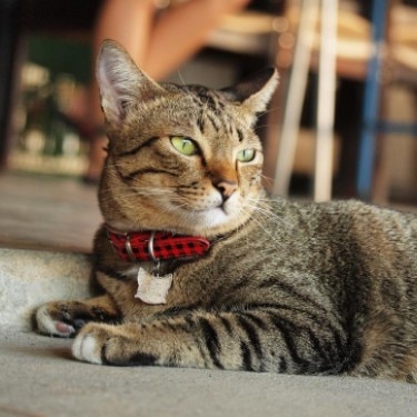 Cute tabby cat lay down on the floor