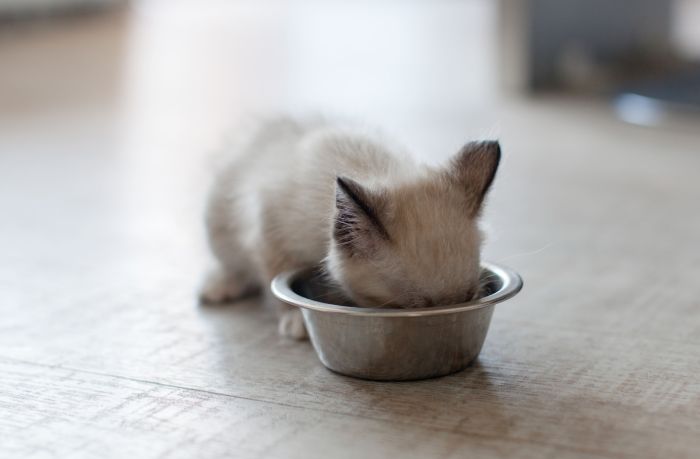 A small Siamese kitten eating from a metal bowl on the floor.