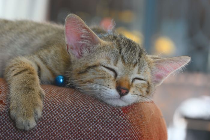 A tabby kitten with a blue bell on its collar sleeping with its head resting on a cushion.