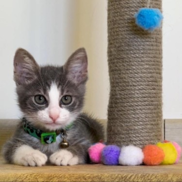 A kitten lies down next to a scratching post.