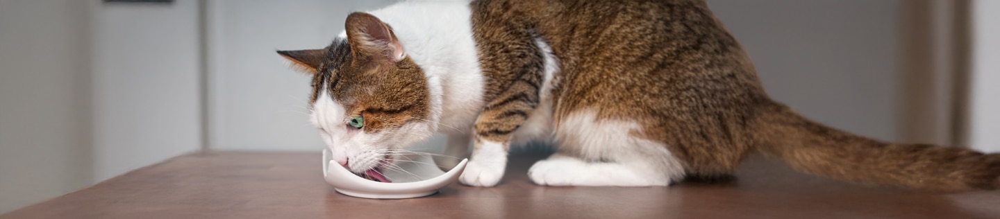 Domestic tabby cat with white markings licking wet food served on a ceramic plate