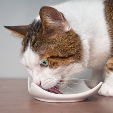 Domestic tabby cat with white markings licking wet food served on a ceramic plate