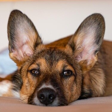 A brown and black dog with big ears lies on a couch.