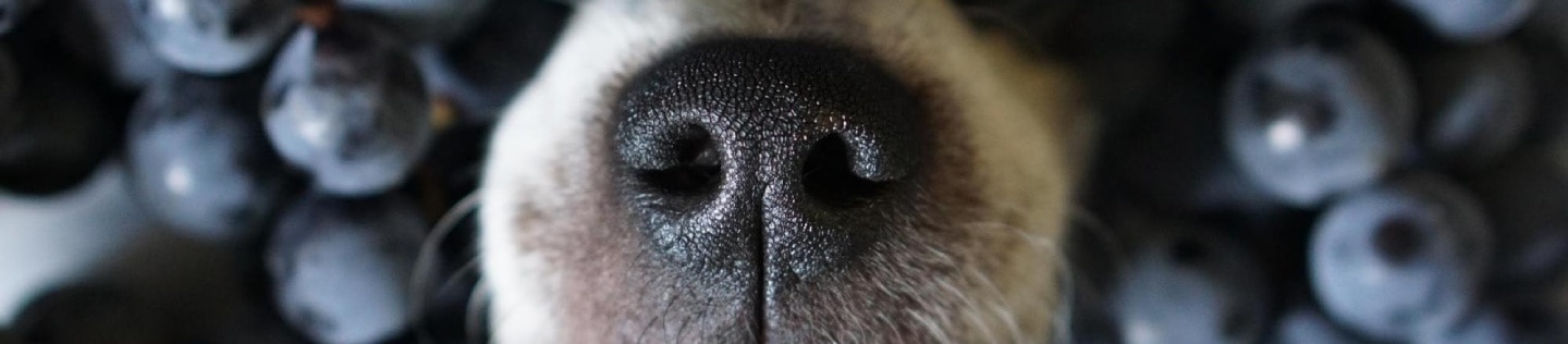 A dog nose poking out of a pile of blueberries.