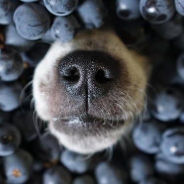 A dog nose poking out of a pile of blueberries.