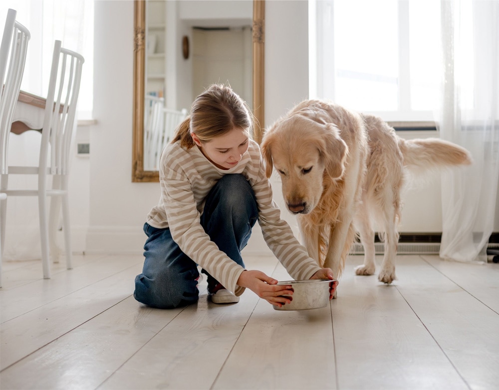 A girl kneeling on the floor placing a bowl of food for a golden retriever dog