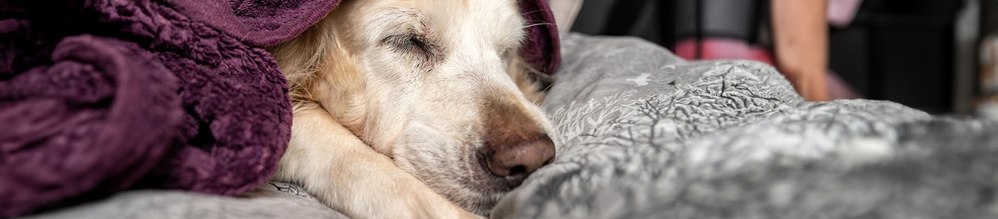 A close-up of a golden retriever sleeping comfortably wrapped in a purple blanket.