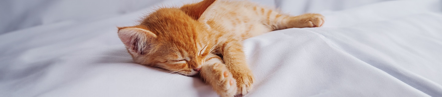An orange tabby kitten sleeping peacefully on a soft white blanket.