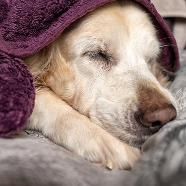 A close-up of a golden retriever sleeping comfortably wrapped in a purple blanket.