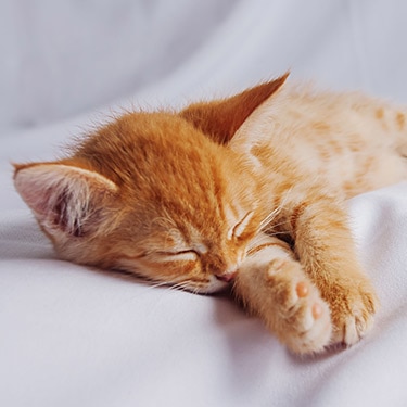 An orange tabby kitten sleeping peacefully on a soft white blanket.
