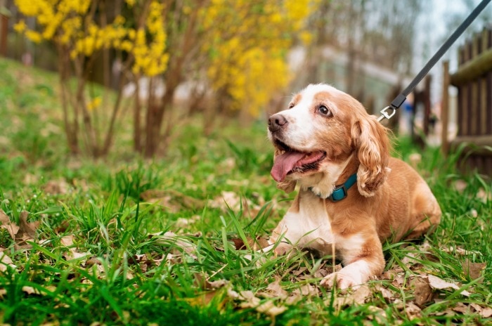A happy Cocker Spaniel on a leash lying on the grass outdoors with its tongue out.