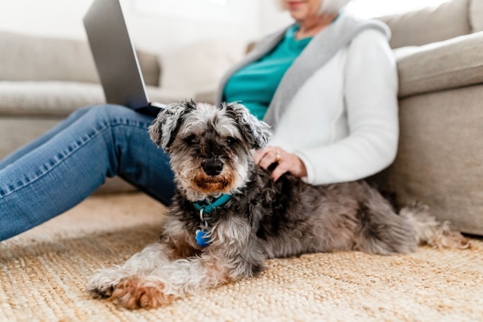 A Schnauzer lying on a rug next to a woman working on a laptop