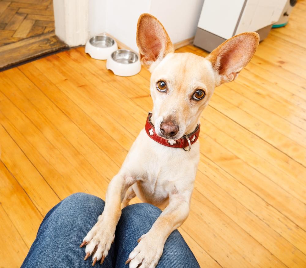 A dog with red collar and big ears