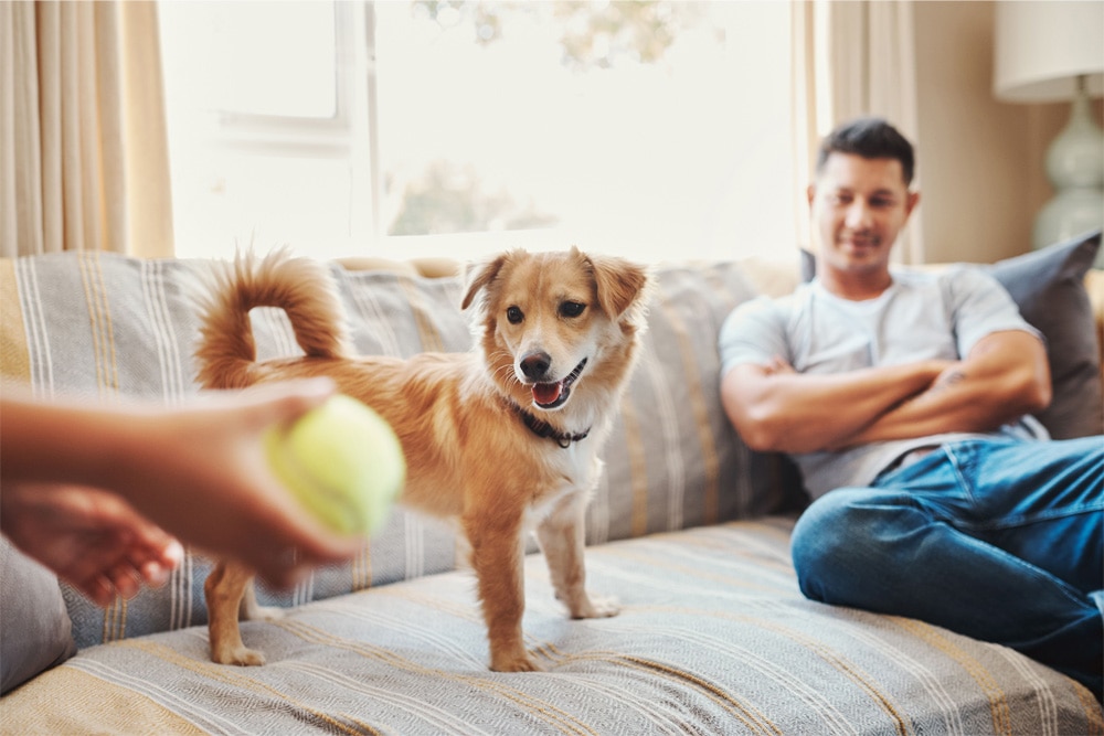 Small dog on a sofa intently watching a tennis ball ready to play at home