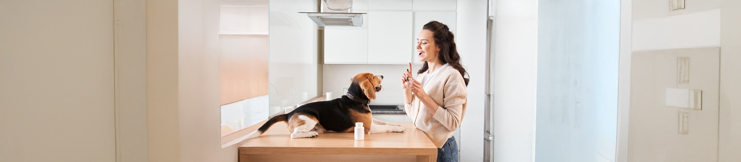 Woman giving her beagle dog a pill in the kitchen next to a medicine bottle