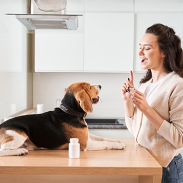 Woman giving her beagle dog a pill in the kitchen next to a medicine bottle