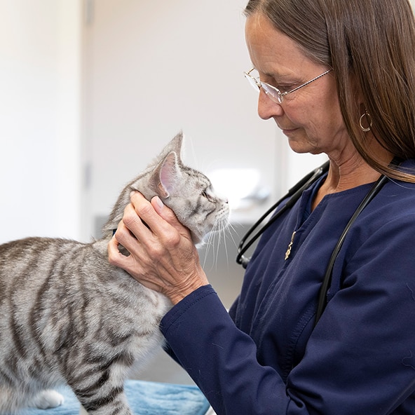 vet and cat