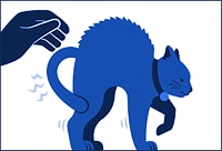 a cat flinching in pain when touched