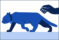 a cat moving away from the pet parent