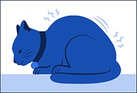 a cat sitting in abnormal position