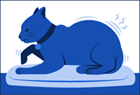 a cat in pain when lying down