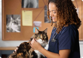 A vet petting a cat