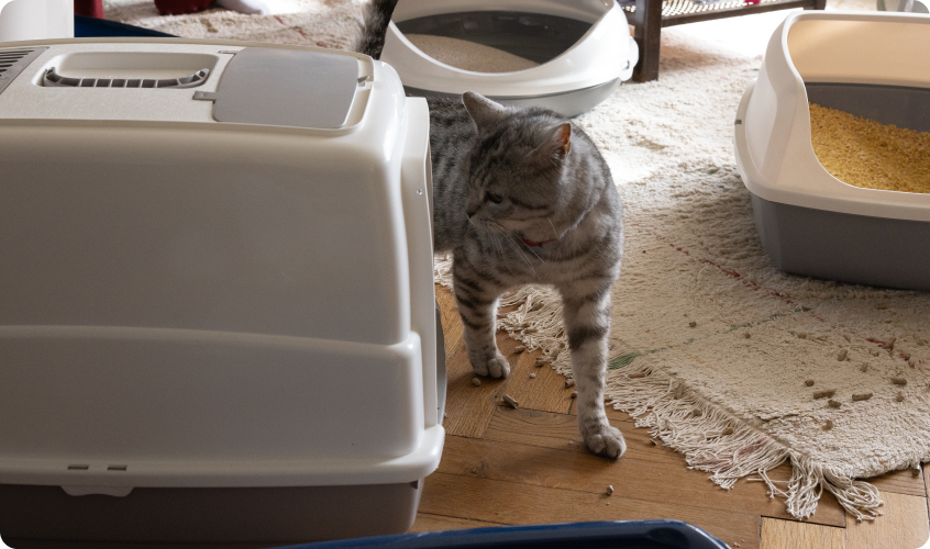 Cat looking its litter