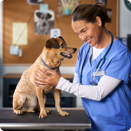 A vet putting their hand on a white and brown dog