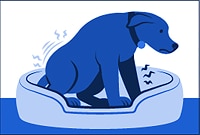 a dog with difficulty for standing up