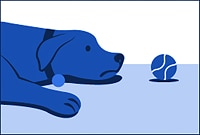 a dog not playing with its ball