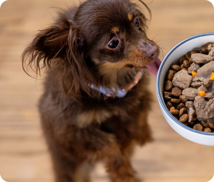 Long-haired toy dog with wide eyes licks its mouth at a full bowl of food