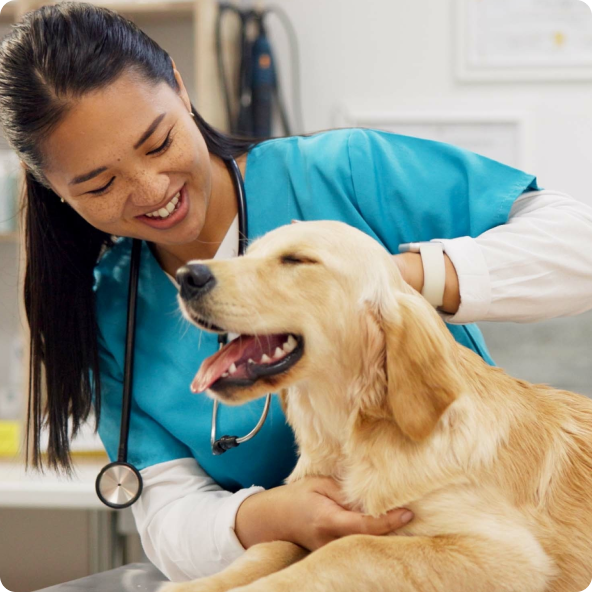 An Asian woman veterinarian in blue scrubs smiling and petting a happy Golden Retriever on an exam table