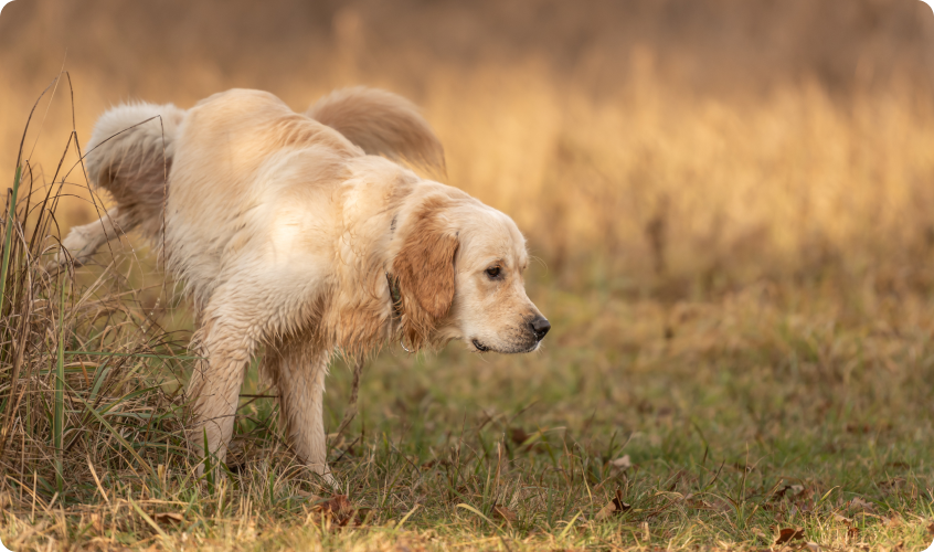 A Golden Retriever lifts its hind leg to urinate on some tall grass in a grassy field