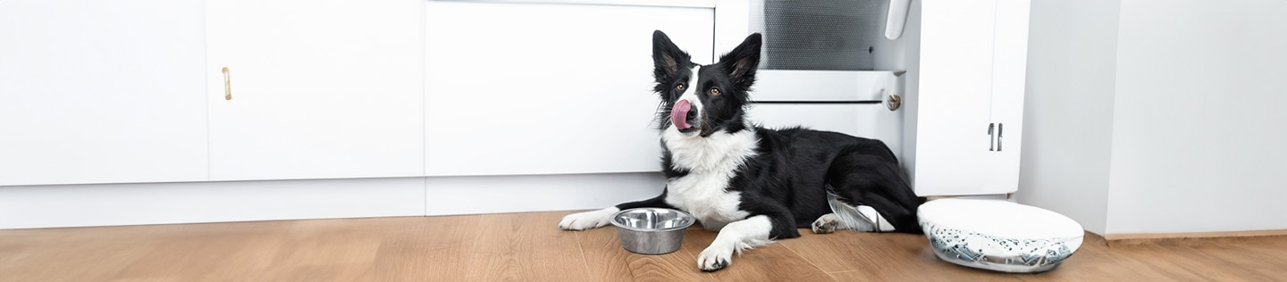 Border collie licking lips near an empty bowl.