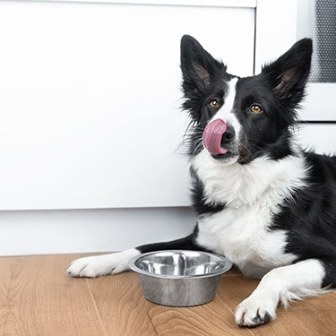 Border collie licking lips near an empty bowl.
